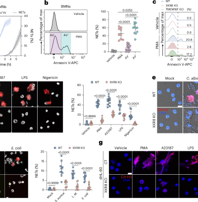 Lipid asymmetry disruption by XKR8 orchestrates neutrophil extracellular trap formation and inhibits fungal infection