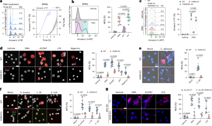 Lipid asymmetry disruption by XKR8 orchestrates neutrophil extracellular trap formation and inhibits fungal infection