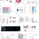 Lipid-dependent accrual of a subset of monocyte-derived macrophages is essential for tissue regeneration