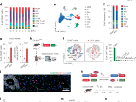 Lipid-dependent accrual of a subset of monocyte-derived macrophages is essential for tissue regeneration