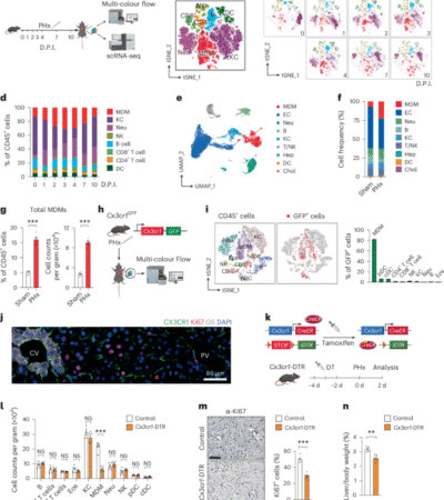Lipid-dependent accrual of a subset of monocyte-derived macrophages is essential for tissue regeneration