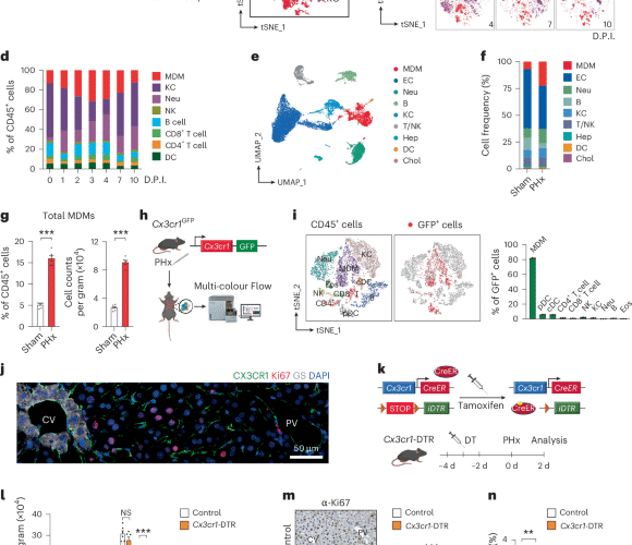 Lipid-dependent accrual of a subset of monocyte-derived macrophages is essential for tissue regeneration