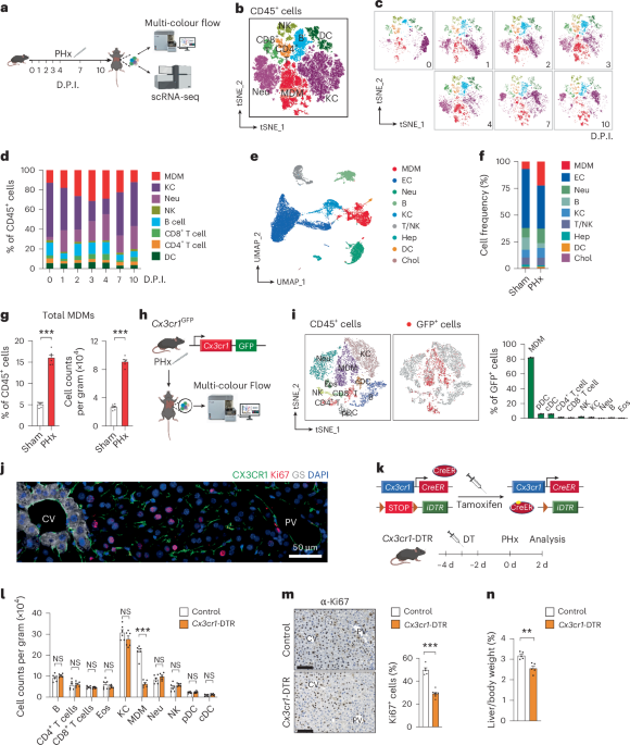 Lipid-dependent accrual of a subset of monocyte-derived macrophages is essential for tissue regeneration