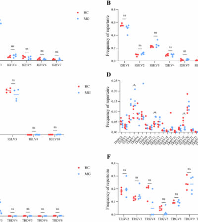 Longitudinal omics reveals immune repertoire remodeling in myasthenia gravis patients post-tacrolimus therapy