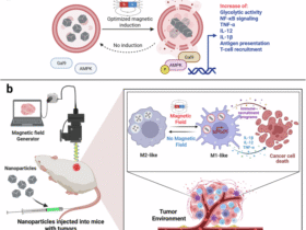 Lysosomal magneto-mechanics rewire immunity | Cell Research