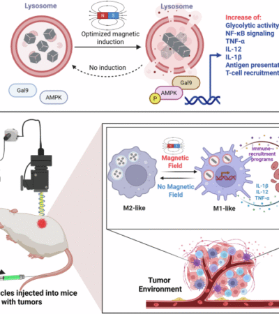 Lysosomal magneto-mechanics rewire immunity | Cell Research