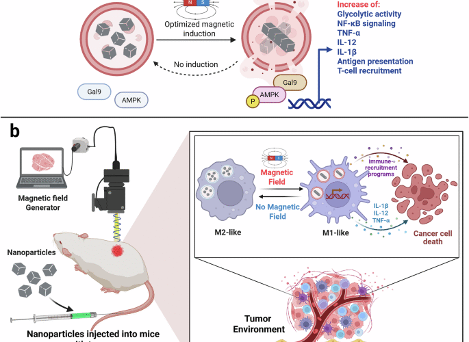 Lysosomal magneto-mechanics rewire immunity | Cell Research