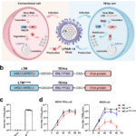 Lysosome-targeting live attenuated influenza vaccines elicit robust and broad immunity in mice