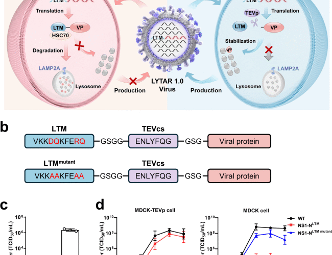 Lysosome-targeting live attenuated influenza vaccines elicit robust and broad immunity in mice