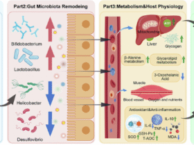Mechanism of Morchella polysaccharide in anti-fatigue: the role of the gut microbiota-metabolite axis in mice