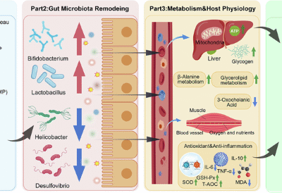 Mechanism of Morchella polysaccharide in anti-fatigue: the role of the gut microbiota-metabolite axis in mice