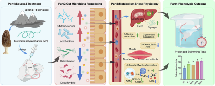 Mechanism of Morchella polysaccharide in anti-fatigue: the role of the gut microbiota-metabolite axis in mice