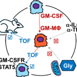 Mechanistic impasses: tofacitinib treatment ameliorates GM-CSF-driven macrophage inflammation
