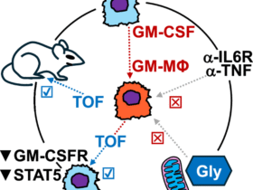 Mechanistic impasses: tofacitinib treatment ameliorates GM-CSF-driven macrophage inflammation