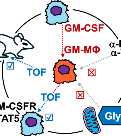 Mechanistic impasses: tofacitinib treatment ameliorates GM-CSF-driven macrophage inflammation