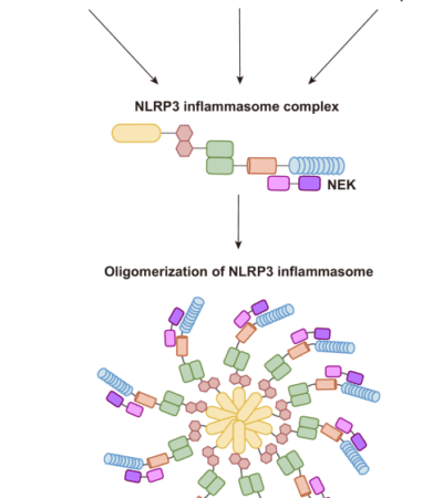 Molecular mechanisms of NLRP3 inflammasome activation