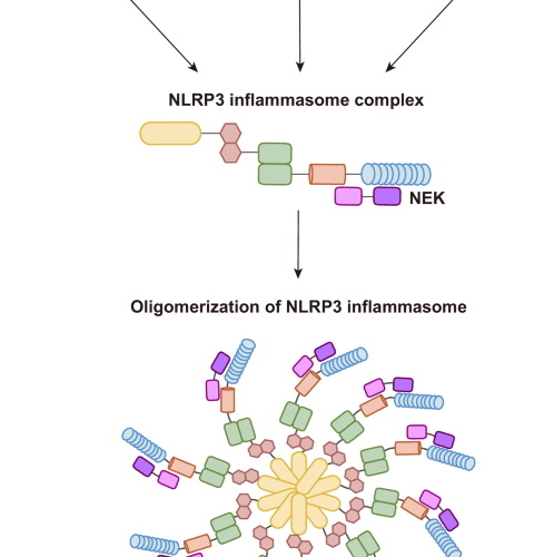 Molecular mechanisms of NLRP3 inflammasome activation