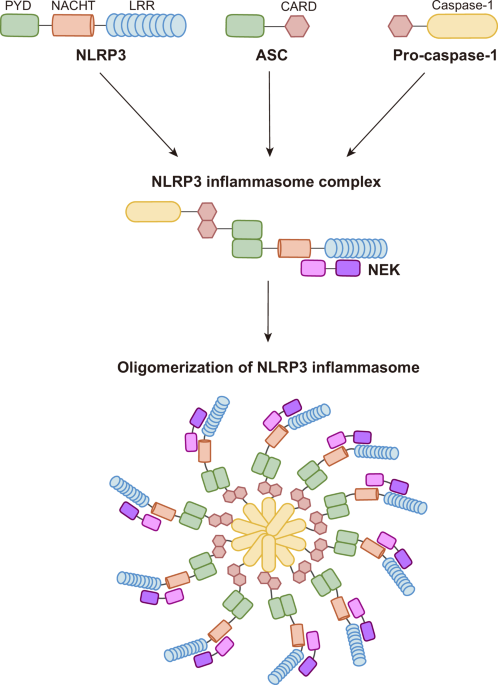 Molecular mechanisms of NLRP3 inflammasome activation