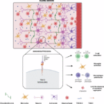 Multifunctionality of TIM-3: from immunological aging to pathological progression