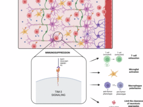Multifunctionality of TIM-3: from immunological aging to pathological progression