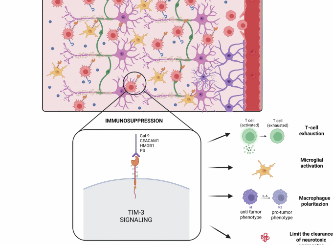 Multifunctionality of TIM-3: from immunological aging to pathological progression