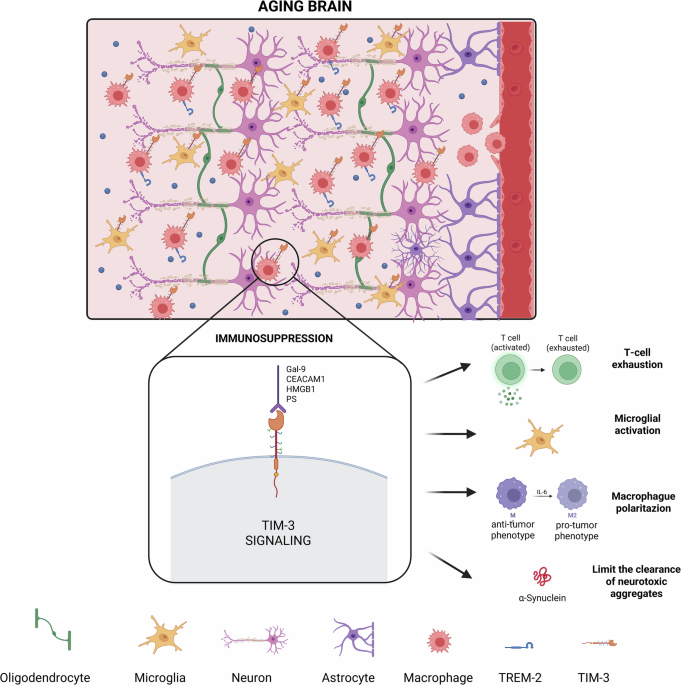 Multifunctionality of TIM-3: from immunological aging to pathological progression