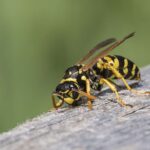 Muscle and Joint Pain After a Wasp Sting: What to Do