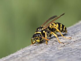 Muscle and Joint Pain After a Wasp Sting: What to Do