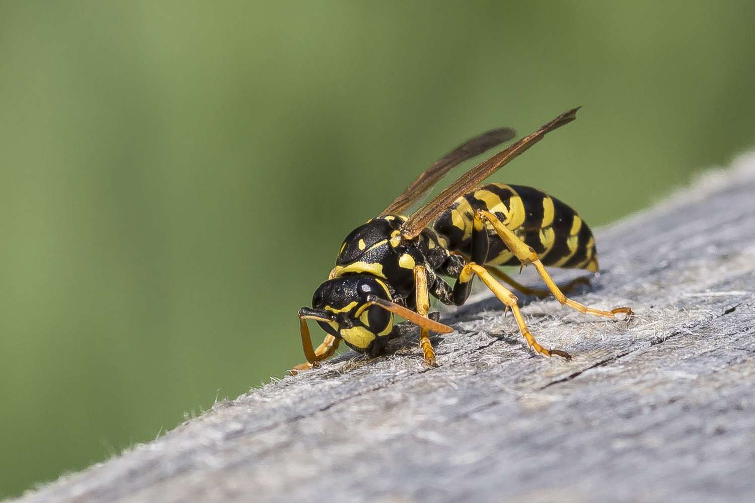 Muscle and Joint Pain After a Wasp Sting: What to Do