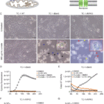 Phagocytosis of necroptotic cells optimizes type 1 conventional dendritic cells for induction of a cytotoxic T-cell response