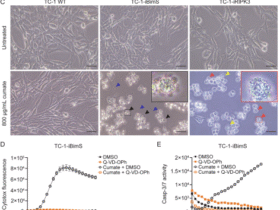 Phagocytosis of necroptotic cells optimizes type 1 conventional dendritic cells for induction of a cytotoxic T-cell response