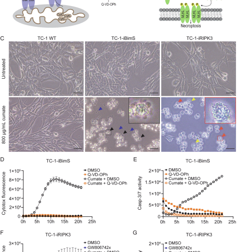 Phagocytosis of necroptotic cells optimizes type 1 conventional dendritic cells for induction of a cytotoxic T-cell response