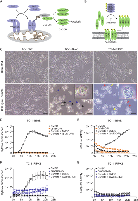 Phagocytosis of necroptotic cells optimizes type 1 conventional dendritic cells for induction of a cytotoxic T-cell response