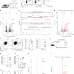 Piezo1-dependent activation of stromal cells ignites muscle inflammation in exercise and injury and is associated with inflammaging