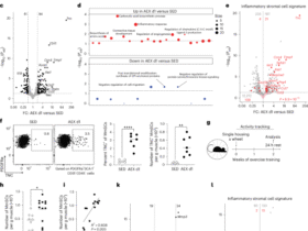 Piezo1-dependent activation of stromal cells ignites muscle inflammation in exercise and injury and is associated with inflammaging