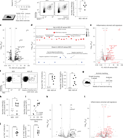 Piezo1-dependent activation of stromal cells ignites muscle inflammation in exercise and injury and is associated with inflammaging