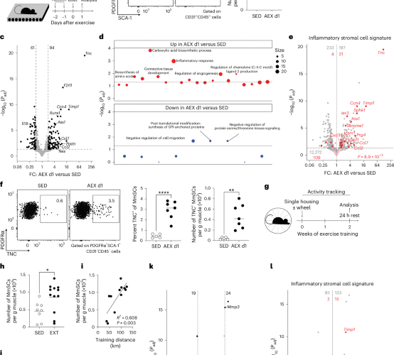 Piezo1-dependent activation of stromal cells ignites muscle inflammation in exercise and injury and is associated with inflammaging