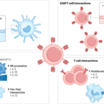 Progress in the development of cytokine armoured CAR T cells