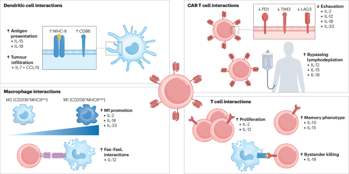 Progress in the development of cytokine armoured CAR T cells