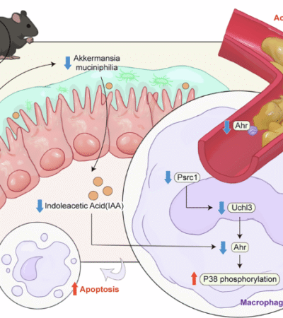 Proline/serine-rich coiled-coil 1 alleviates atherosclerosis via remodeling tryptophan metabolism mediated by Akkermansia muciniphila