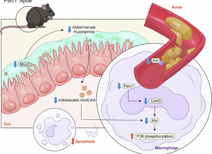 Proline/serine-rich coiled-coil 1 alleviates atherosclerosis via remodeling tryptophan metabolism mediated by Akkermansia muciniphila