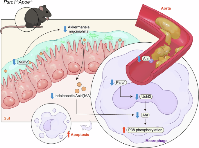Proline/serine-rich coiled-coil 1 alleviates atherosclerosis via remodeling tryptophan metabolism mediated by Akkermansia muciniphila