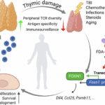 Proteasome inhibition promotes Foxn1 expression in thymic epithelial cells and induces thymic regeneration in mice