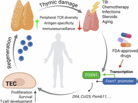 Proteasome inhibition promotes Foxn1 expression in thymic epithelial cells and induces thymic regeneration in mice