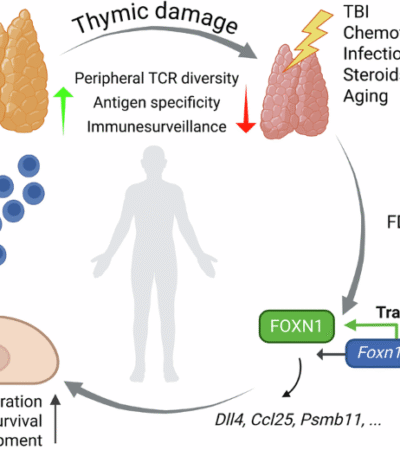 Proteasome inhibition promotes Foxn1 expression in thymic epithelial cells and induces thymic regeneration in mice