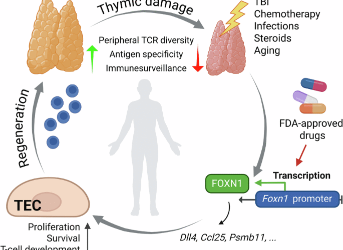 Proteasome inhibition promotes Foxn1 expression in thymic epithelial cells and induces thymic regeneration in mice
