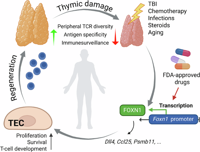 Proteasome inhibition promotes Foxn1 expression in thymic epithelial cells and induces thymic regeneration in mice