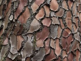 Pycnogenol: Benefits and Safety