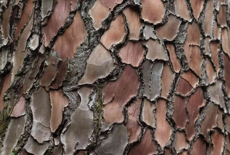 Pycnogenol: Benefits and Safety