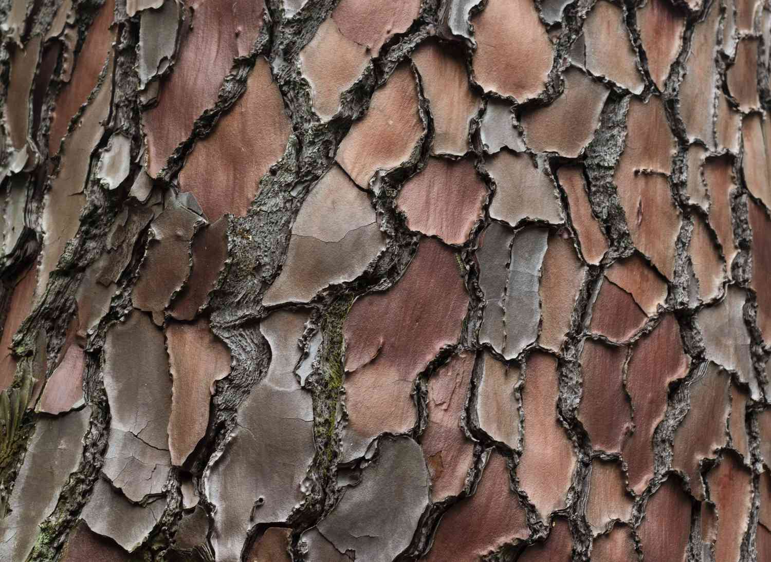 Pycnogenol: Benefits and Safety